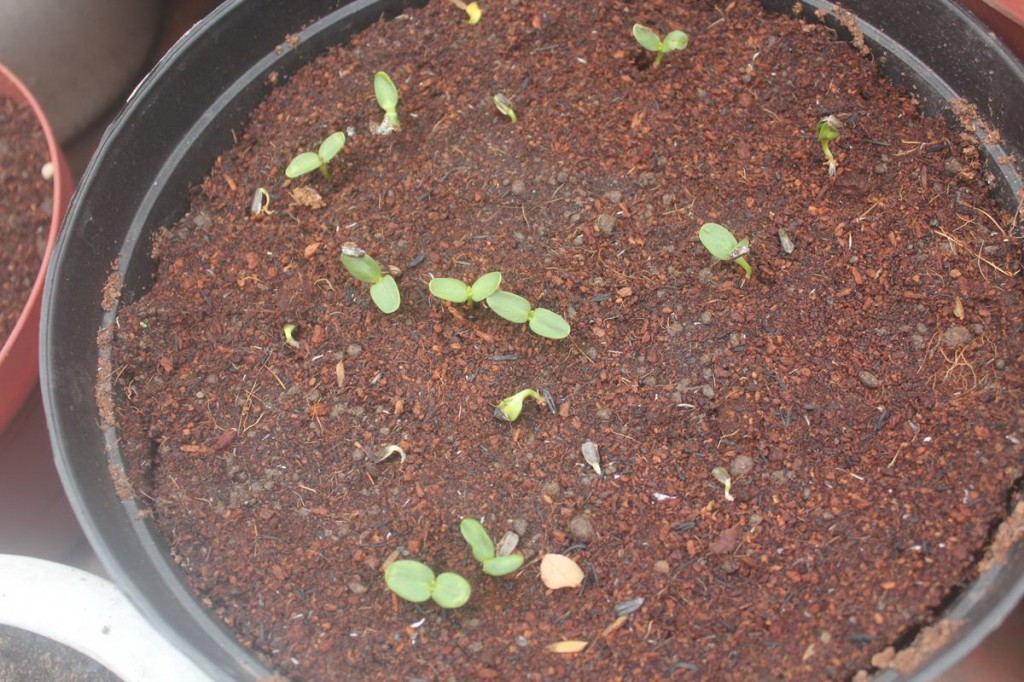 Cây HD bắt đầu lên mầm