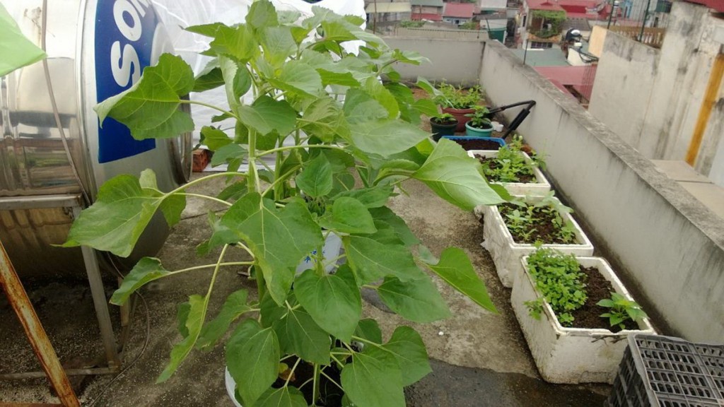 Cây Hương dương bắt đầu chuẩn bị ra hoa