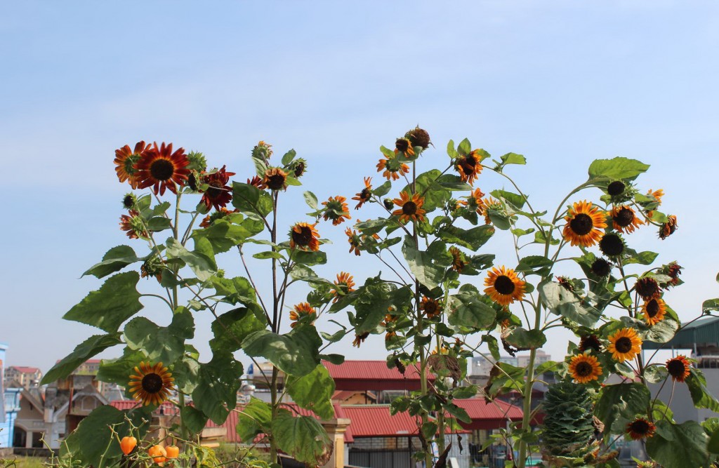 Hoa Hướng dương