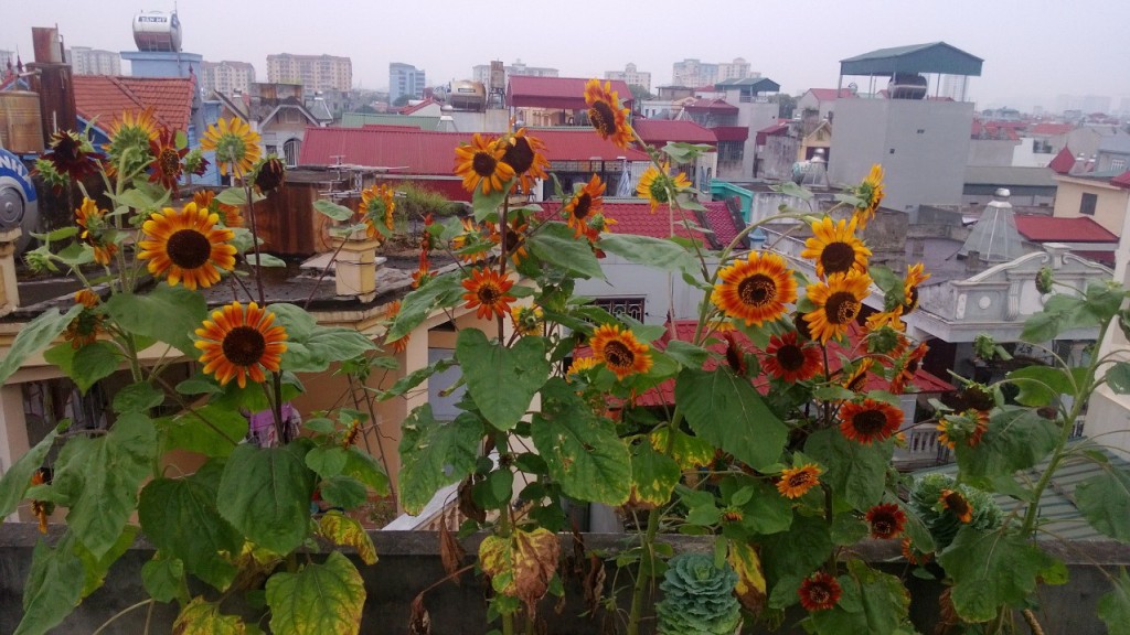 Hoa Hướng dương 2