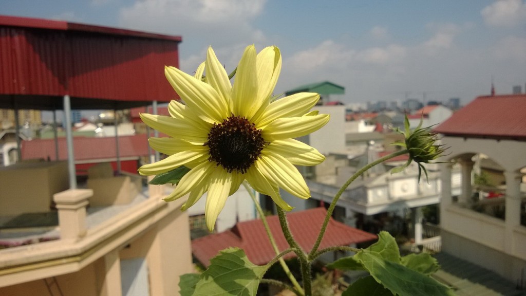 Hoa Hướng dương trắng 1