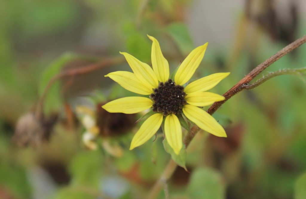 Hoa Hướng dương trắng