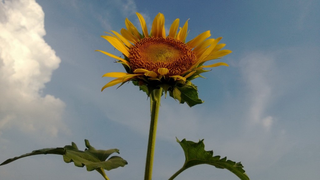 Hoa Hướng dương vàng