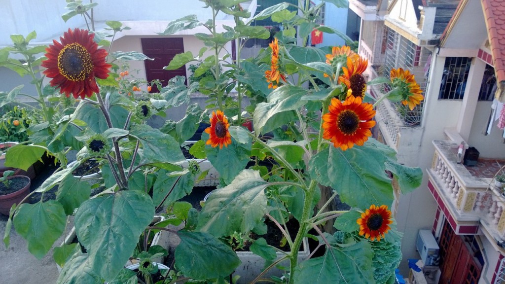 Hoa Hướng dương Socola 2