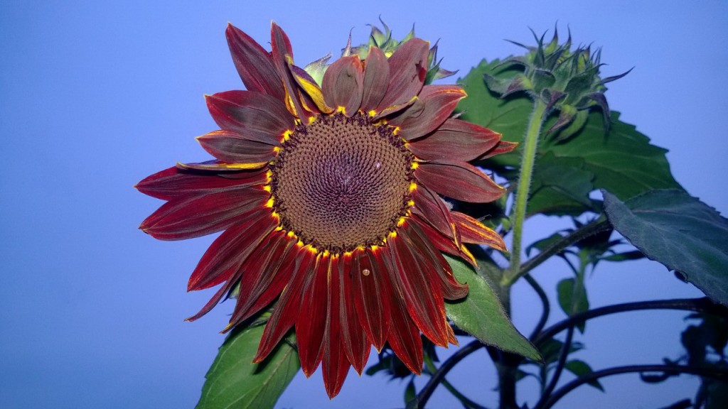 Hoa hướng dương Prado Red