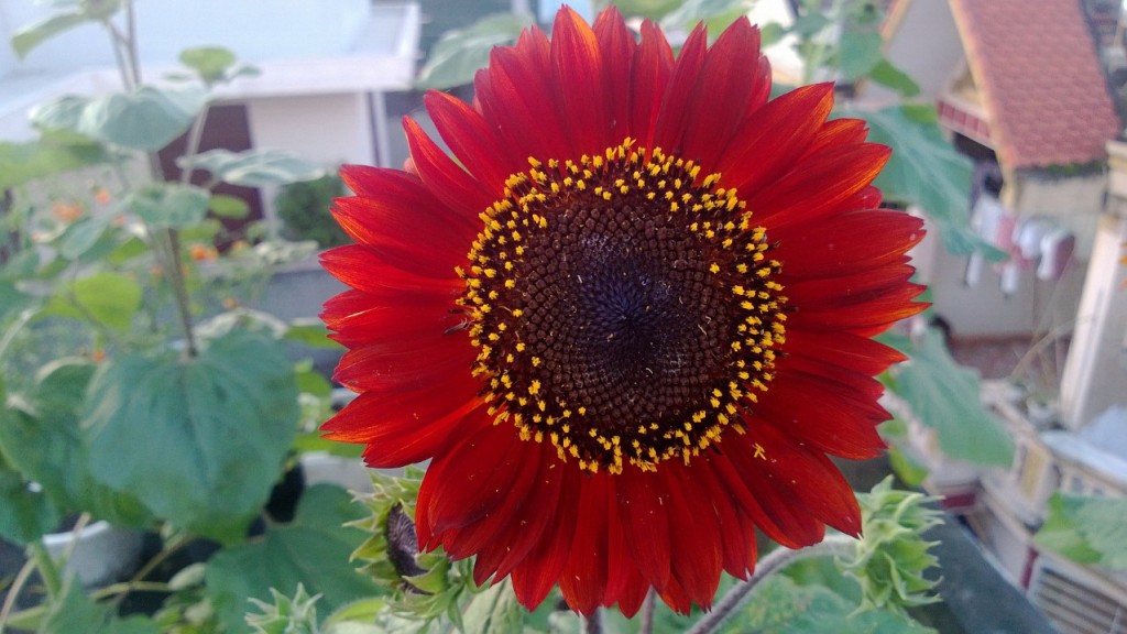 Hoa hướng dương đỏ 1