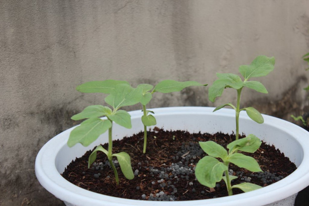 Sang chậu cho cây hoa hướng dương