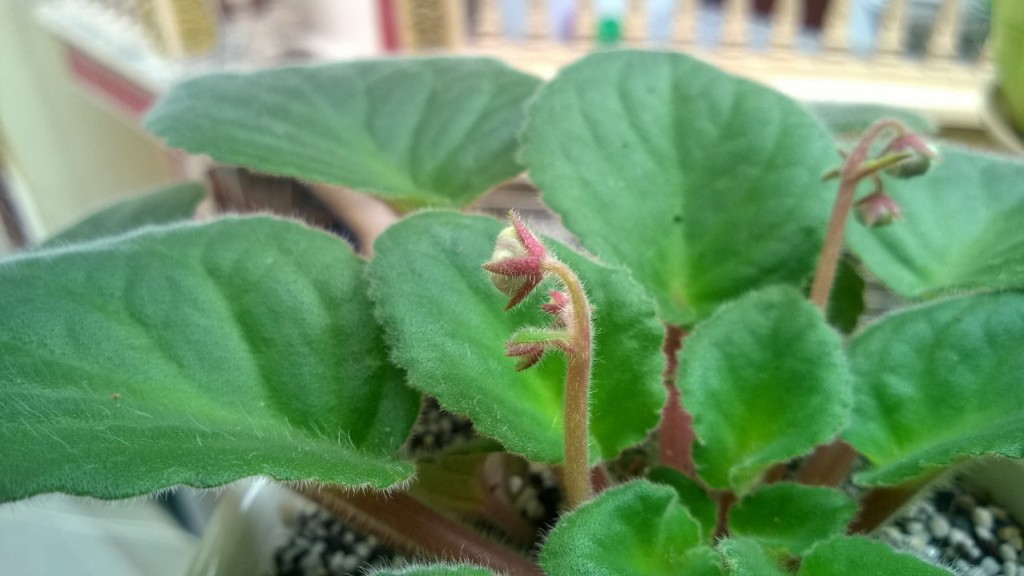 Nu hoa Tủ linh lan e ấp nhẹ nhàng