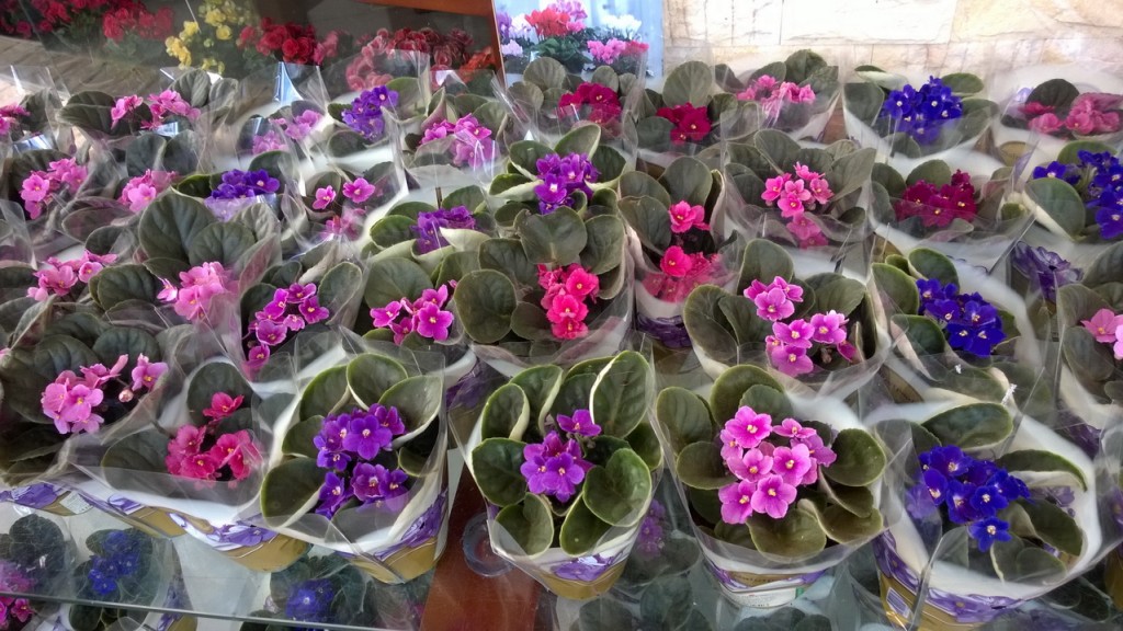 Tử linh lan với nhiêu màu sắc