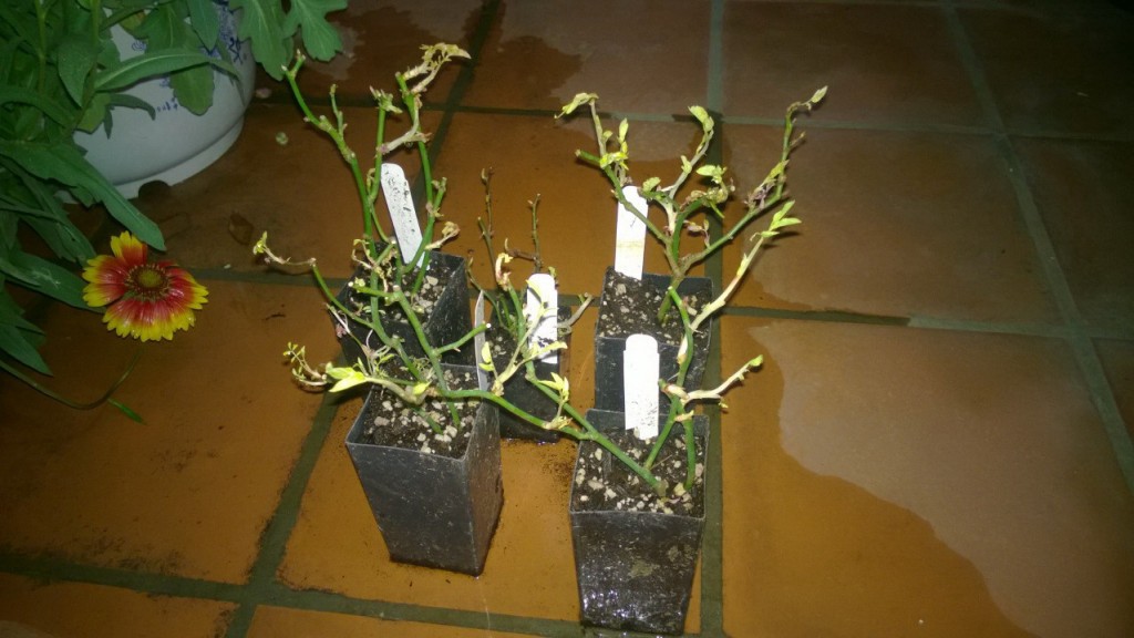 Cây hồng Band size mới nhập về 1