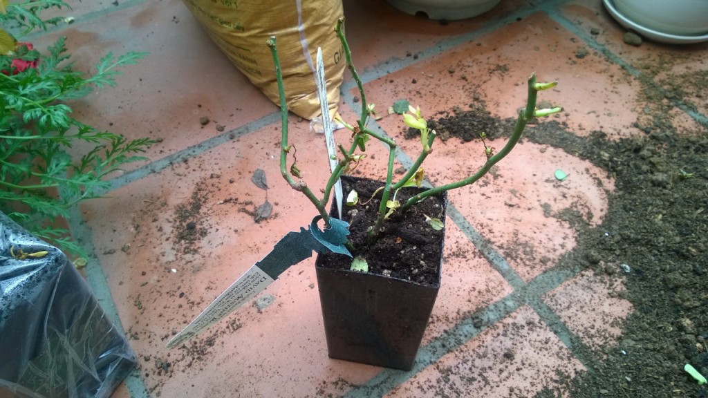 Cây hồng Band size mới nhập về 