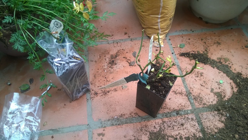 Cây hồng Band size mới nhập về 