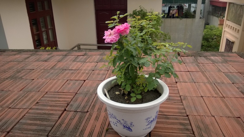 Cây hồng Band size sau một thời gian chăm sóc 1