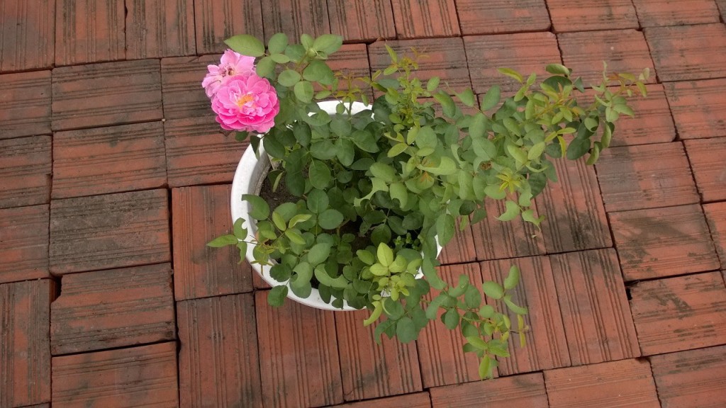 Cây hồng Band size sau một thời gian chăm sóc 2