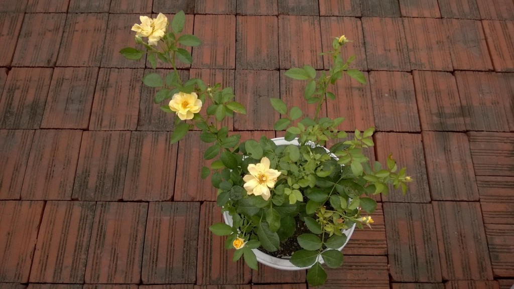 Cây hồng Band size sau một thời gian chăm sóc 