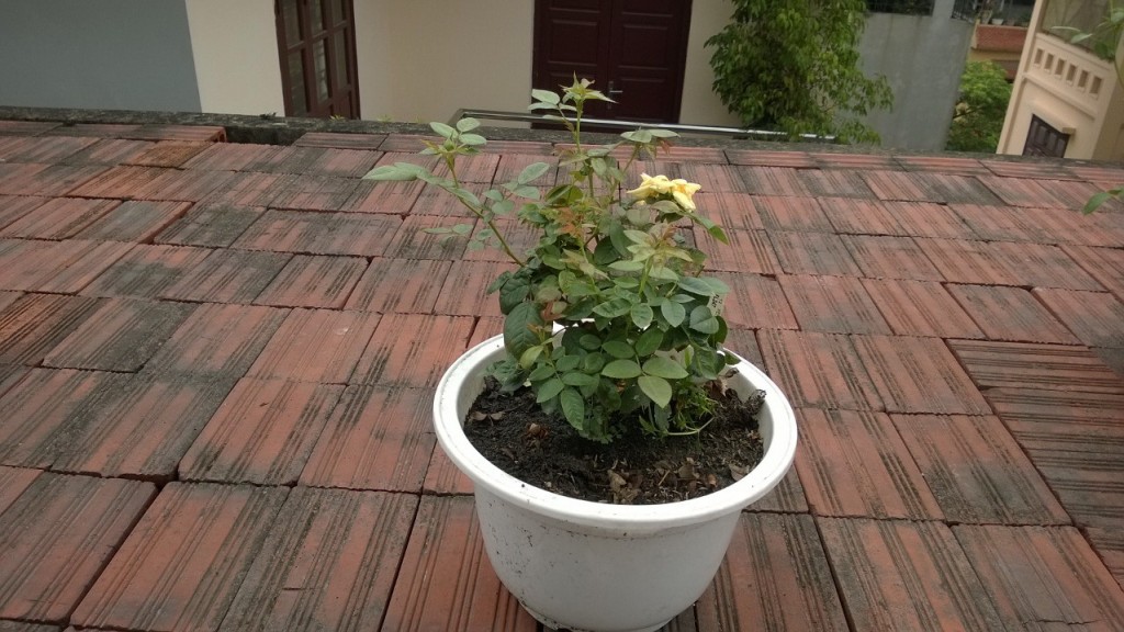 Cây hồng Band size sau một thời gian chăm sóc 