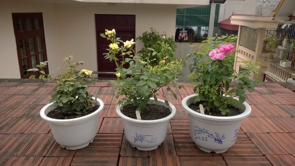 Cây hồng Band size sau 4 tháng chăm sóc 