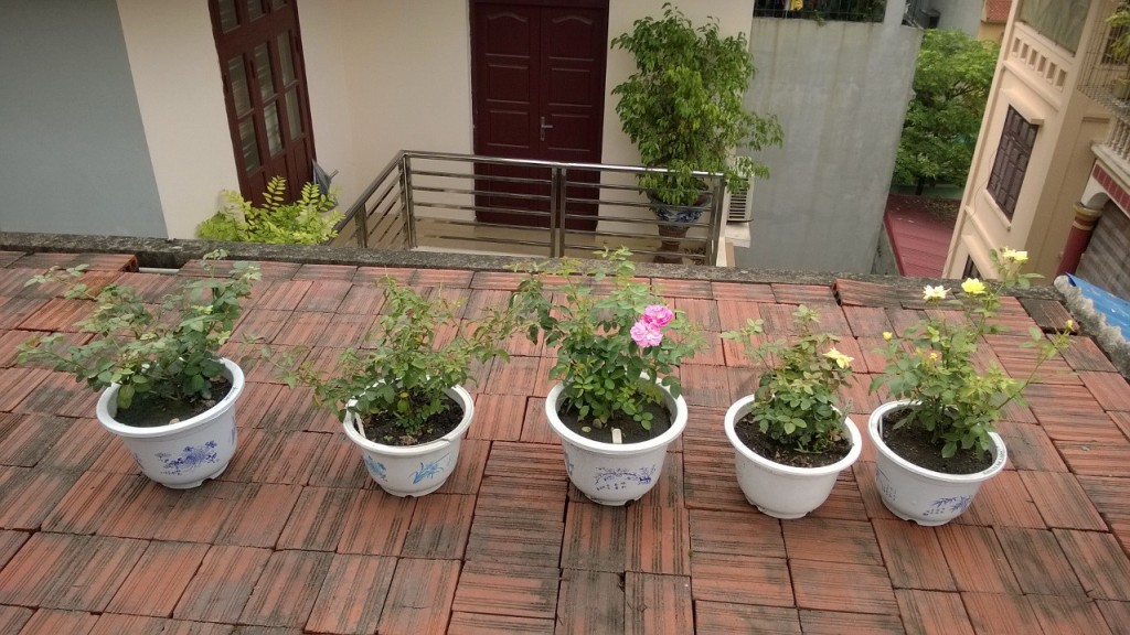 Cây hồng Band size sau một thời gian chăm sóc 