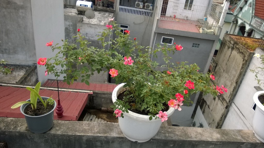 Cây hồng Band size sau một thời gian chăm sóc