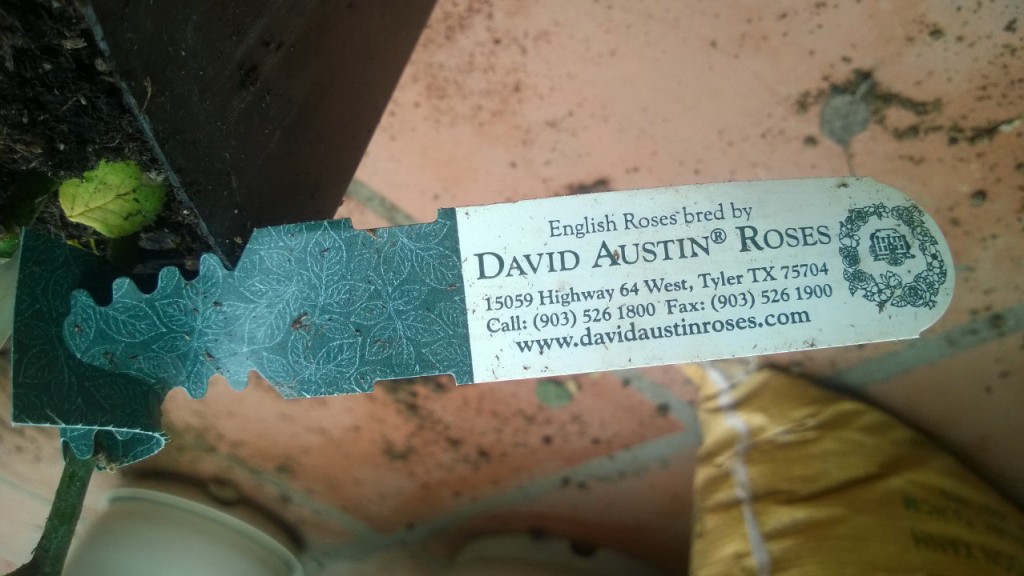 Tag của cây hồng Band size 1