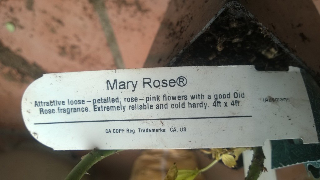 Tag của cây hồng Band size 2