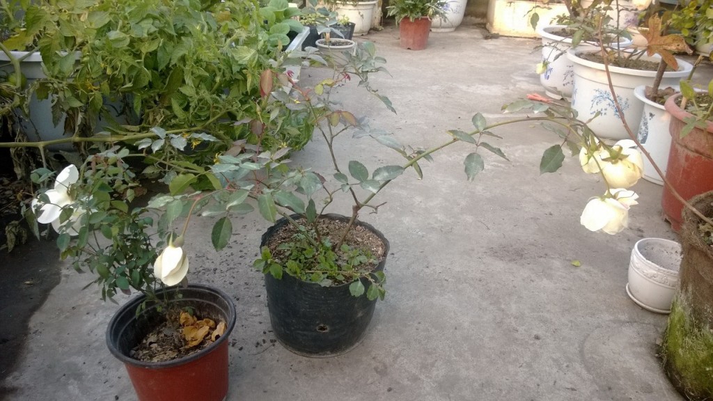 Cây hông Bạch và hồng quế VN trước khi trảm làm Bareroot