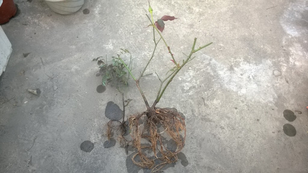 Sau khi cắt tỉa để tạo thành Bareroot