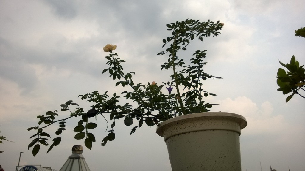 Wollerton Old Hall Climbing