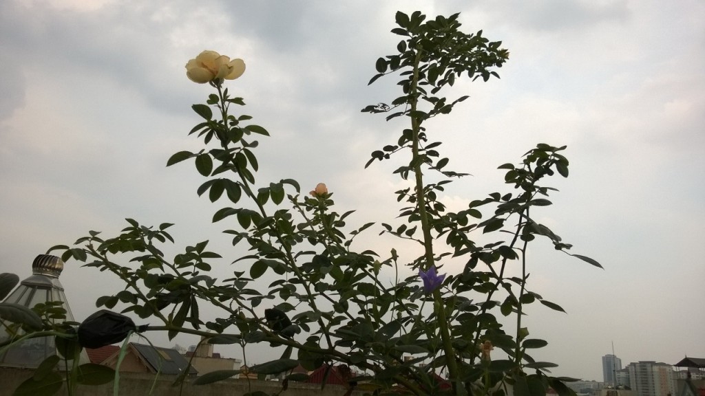 Wollerton Old Hall Climbing