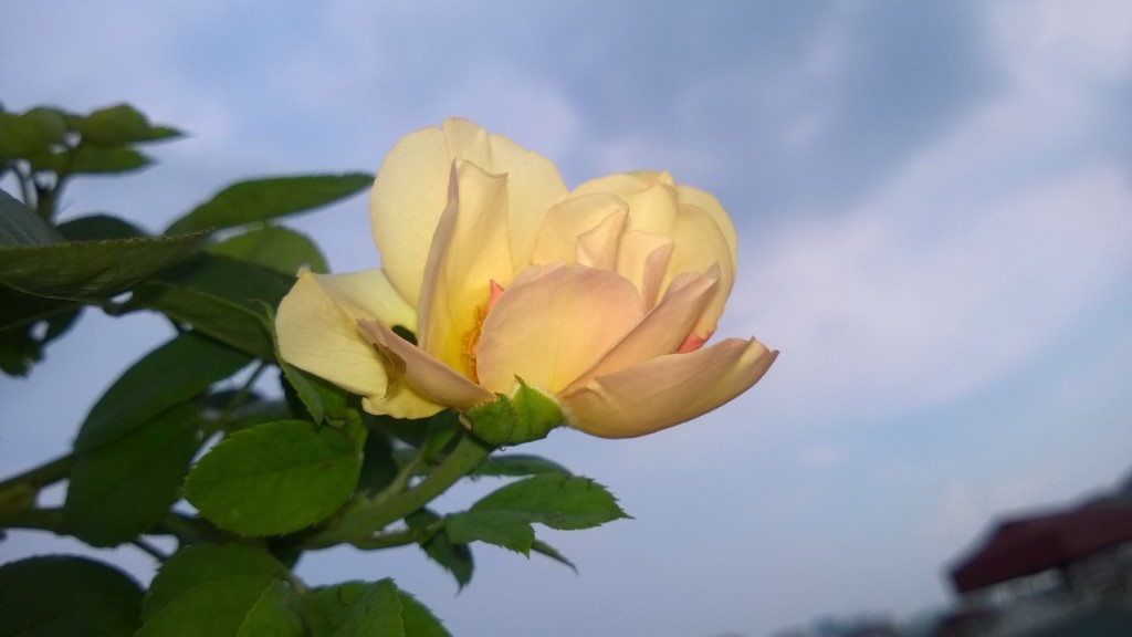 Wollerton Old Hall Climbing