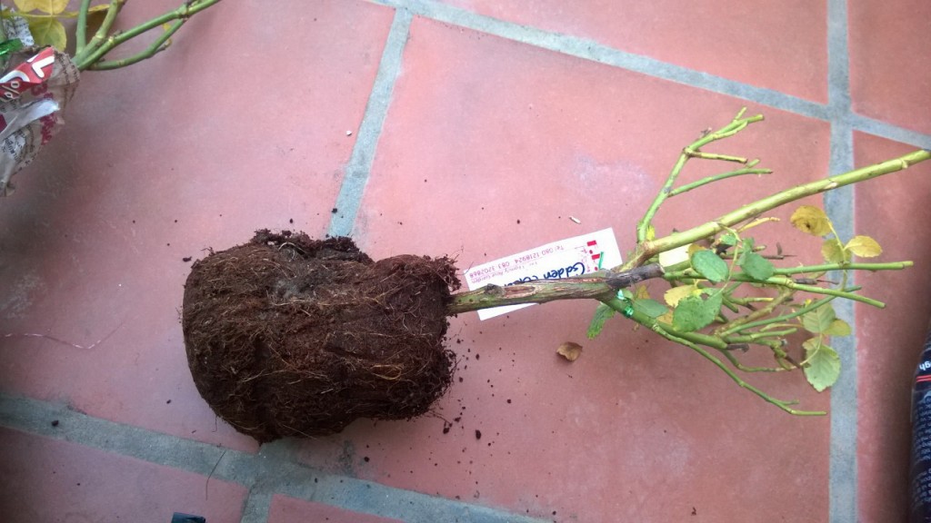 Vị trí từ gốc tới mắt ghép khá cao làm cho dáng của cây hồng Thái mất đi vẻ cân đối vốn có của cây hồng