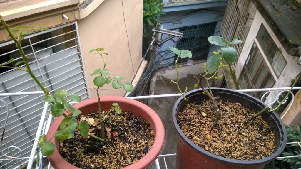 Cây hồng Trung Quốc dạng Bansize