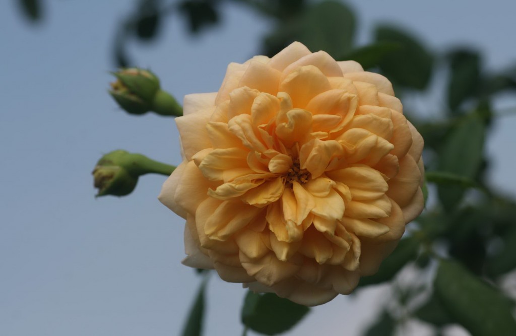 Golden celebration - Cây hồng leo Thái khá sai hoa