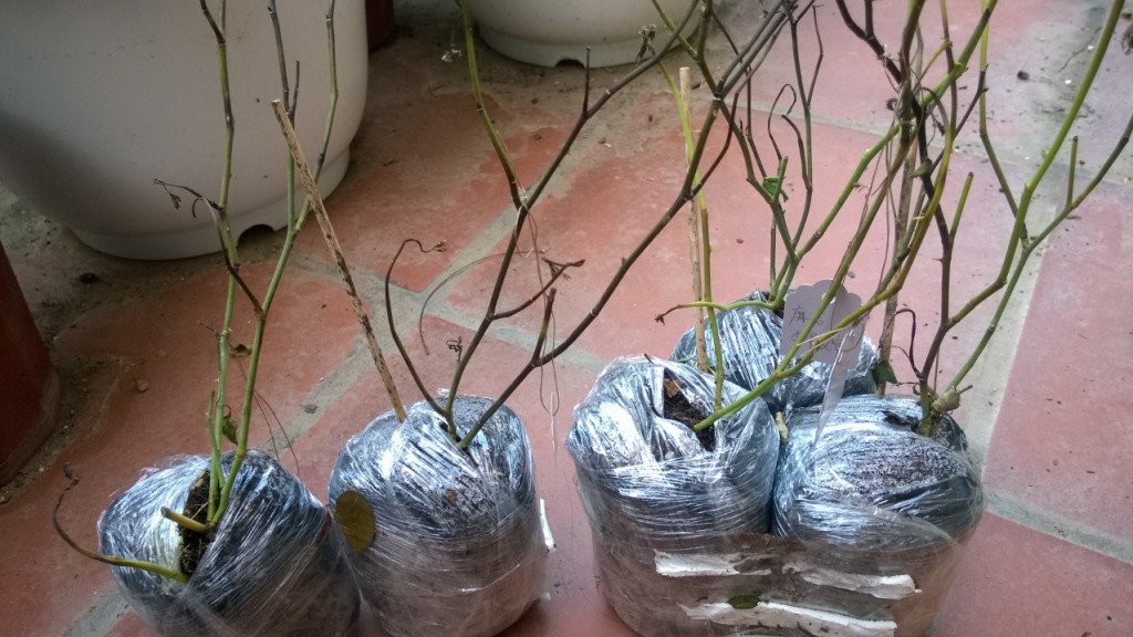 Đôi khi quan hệ VN-TQ làm chậm đáng kể quá trình vận chuyển của cây hoa hồng và chúng ta phải chấp nhận những lô hàng không được như ý