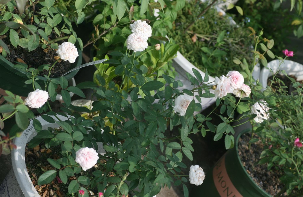 Cây hồng cổ Ngọc Linh lung của Trung Quốc rất sai hoa, mùi thơm nhẹ, hình thái và màu sắc hoa đẹp