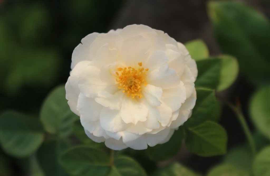 Hồng DA William and Catherine của Trung Quốc