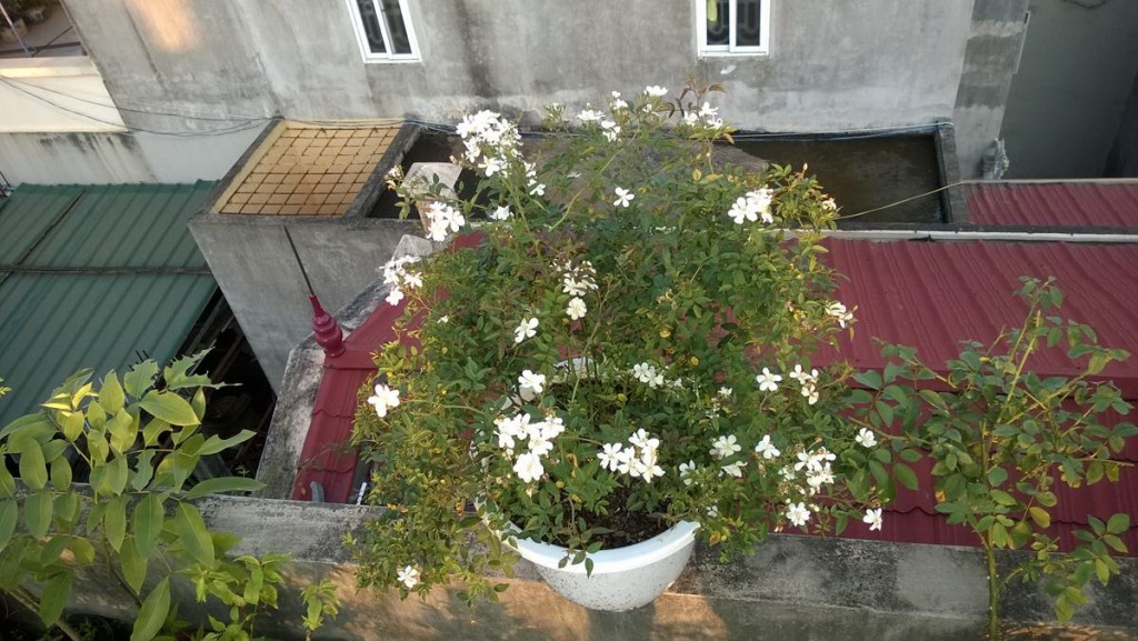 Darlow's Enigma: Cây Rambler có thể đứng độc lập thành một bụi to