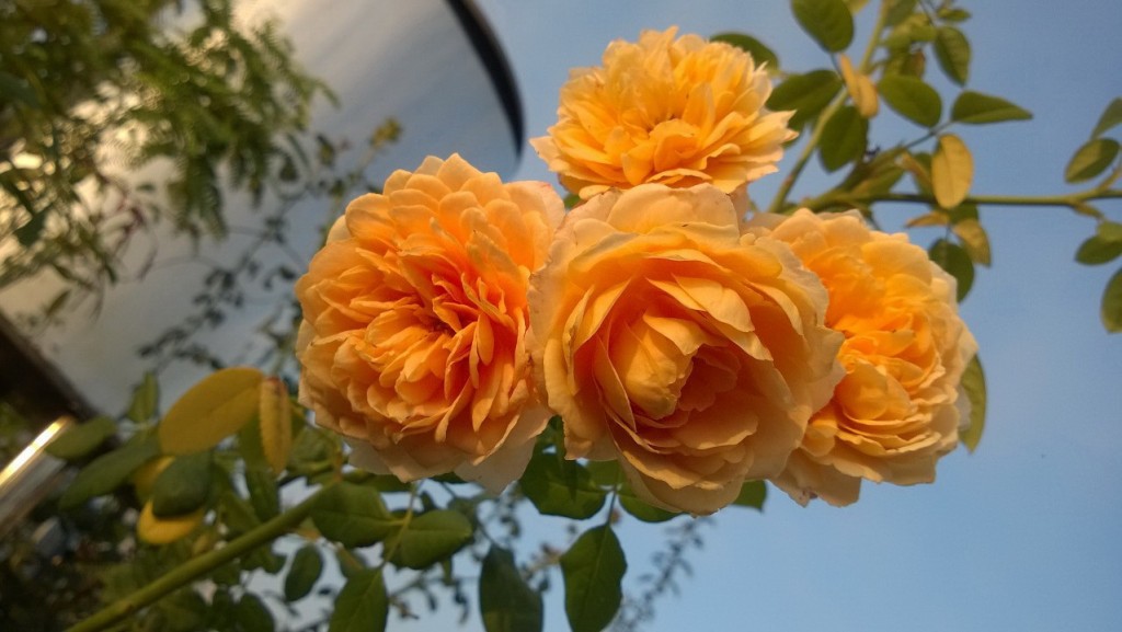 Climbling thì thường rộ một mùa, sau đó ra hoa lai rai trong các mùa còn lại