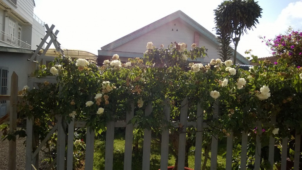 Hồng leo trắng Đà Lạt
