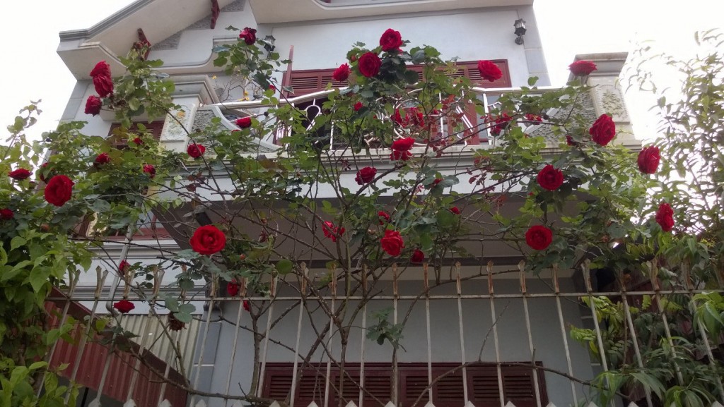 Hồng leo đỏ Lai Châu