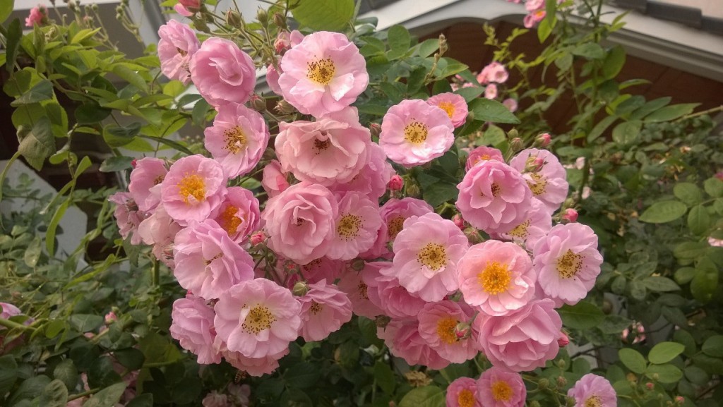 Rambler thường cho hoa nhỏ nhưng sai hoa, tạo thành các bức tường hay thảm hoa