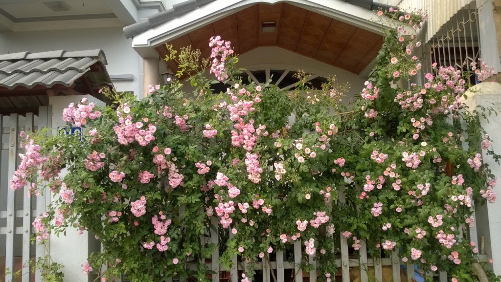 Rambler thường ra hoa một mùa trong năm