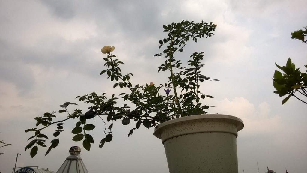 Cây hồng leo thường có xu hướng vươn dài