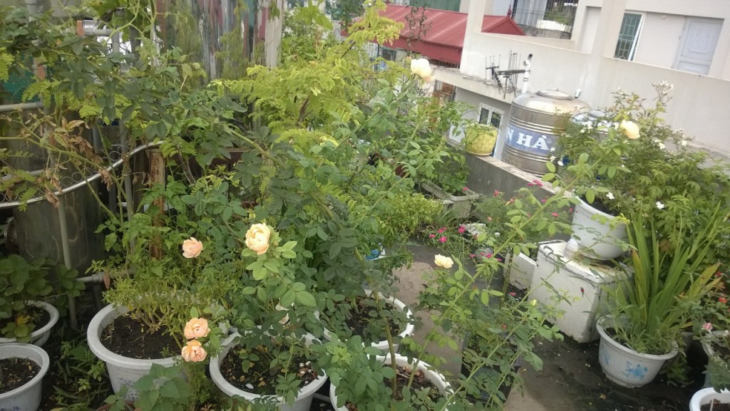 Cành cây Climbling bao giờ cũng to lớn, mập máp hơn