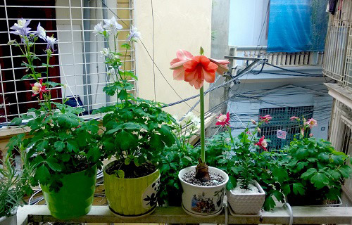 Ban công các tầng tràn ngập trong sắc hoa