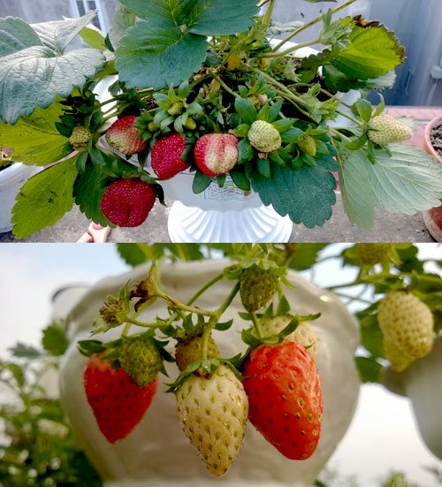 Dâu tây cho quả rất to, thơm ngọt