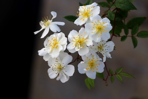 Hồng Darlow's Enigma khá giống tầm xuân đơn trắng của Việt Nam song cánh hoa này nhỏ hơn. Điểm khác biệt lớn nhất so với tầm xuân đơn trắng ở Việt Nam là cây này nở hoa quanh năm, trong khi tầm xuân trắng chỉ nở hoa duy nhất một mùa trong năm vào khoảng tháng 3 đến tháng 5. Hồng Darlow's Enigma mang vẻ đẹp mỏng manh, tinh khiết, nở quanh năm, sai hoa và mùi thơm nhẹ nhàng.