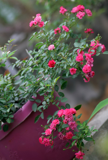 Cây hồng Fairy Queen qua bàn tay chăm bón của anh Sơn có dáng đẹp, liên tục nở hoa.