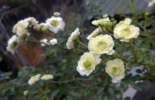 Hoa hồng tỷ muội trắng viền xanh mang đến một vẻ đẹp mong manh khó cưỡng.