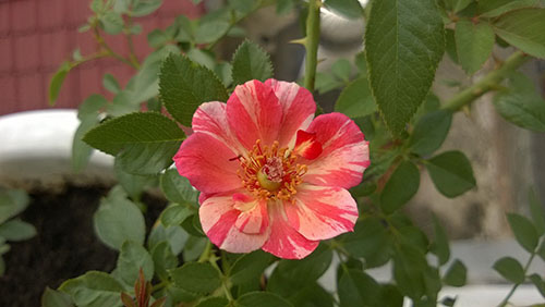 Loài hồng mang tên Striped delight sống khỏe, màu đẹp lạ.